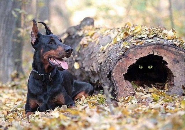 Прикольные картинки