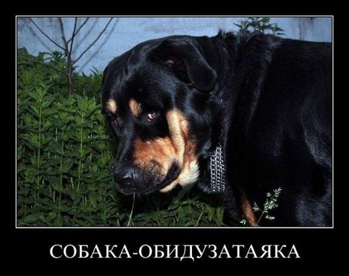 Демотиваторы