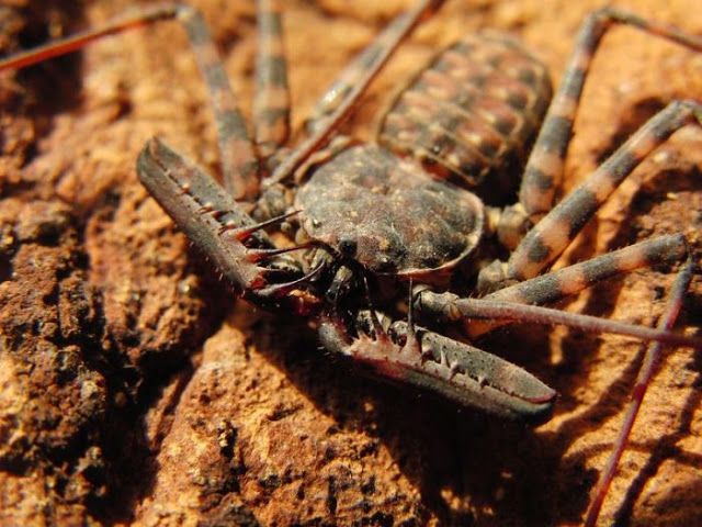 Жуткие насекомые Фрины