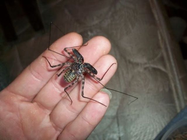 Жуткие насекомые Фрины