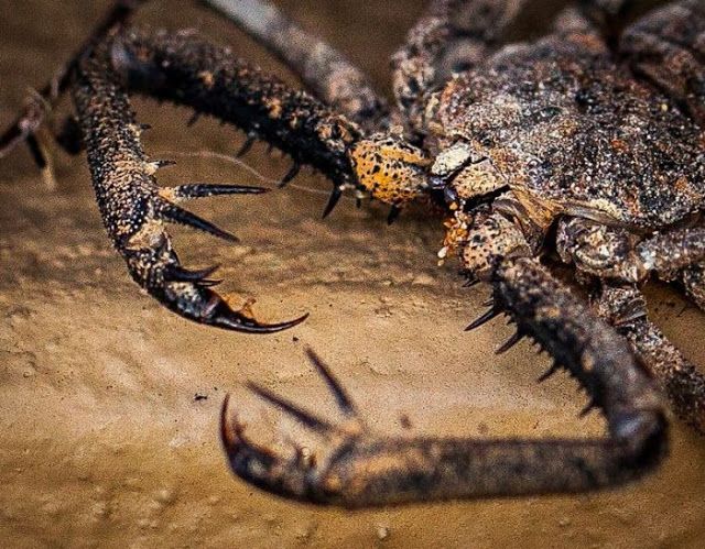 Жуткие насекомые Фрины