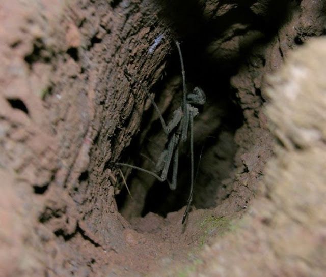 Жуткие насекомые Фрины