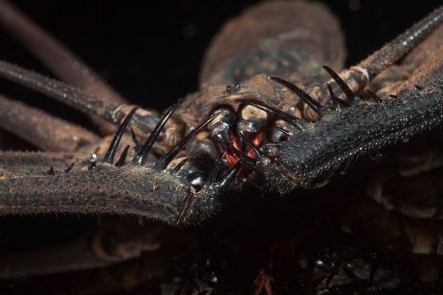 Жуткие насекомые Фрины