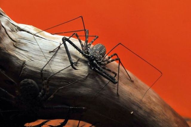 Жуткие насекомые Фрины