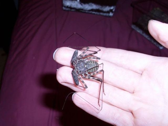 Жуткие насекомые Фрины