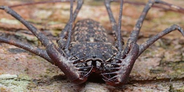 Жуткие насекомые Фрины