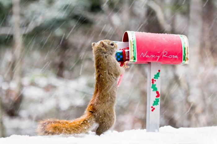 Забавные белочки Нэнси Роуз