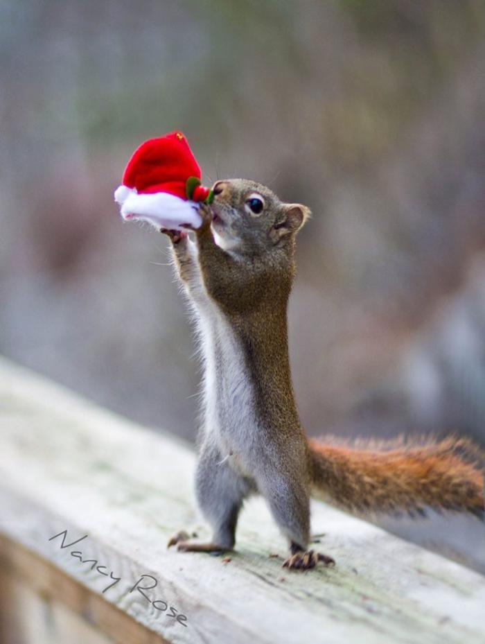 Забавные белочки Нэнси Роуз