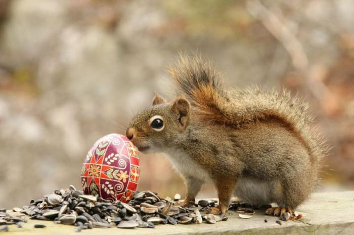 Забавные белочки Нэнси Роуз