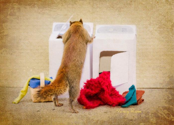 Забавные белочки Нэнси Роуз