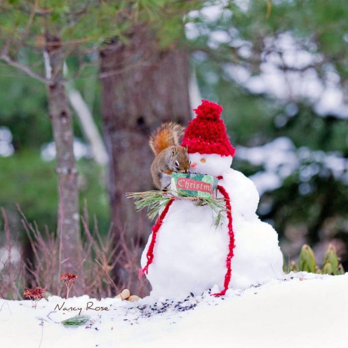 Забавные белочки Нэнси Роуз