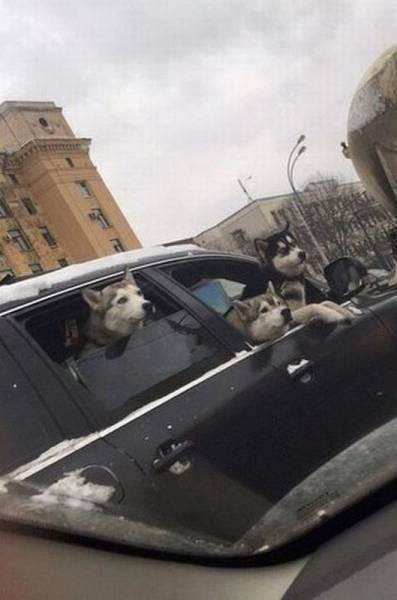 Прикольные картинки