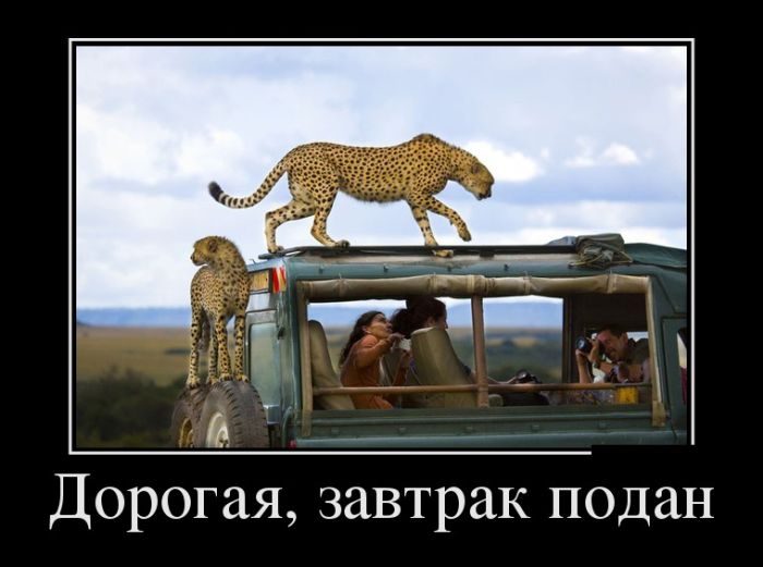 Демотиваторы