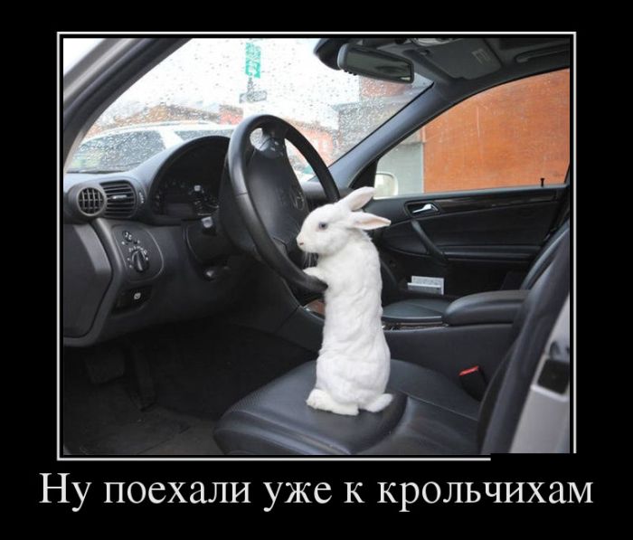 Демотиваторы