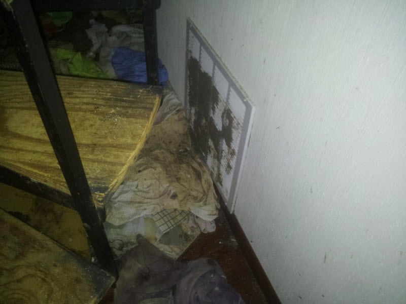 Дом, в котором проживала женщина с 40 кошками