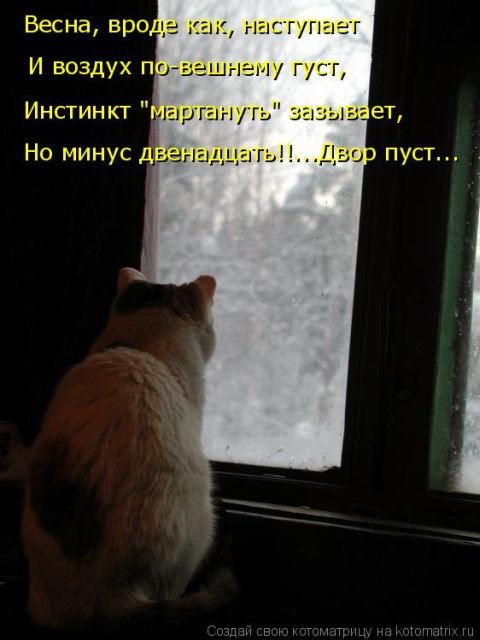 Лучшие котоматрицы недели