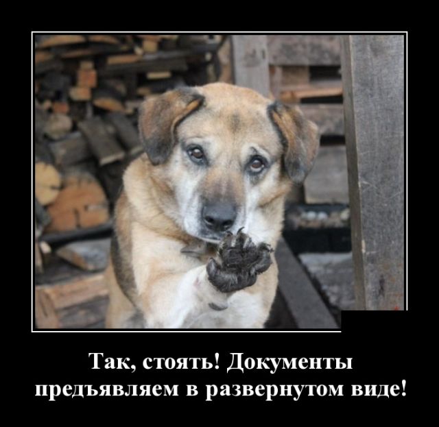 Демотиваторы