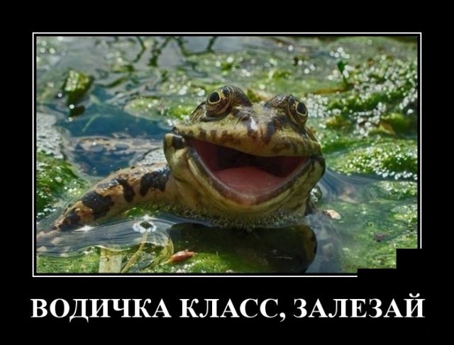 Демотиваторы