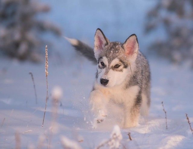Животные Якутии Фото