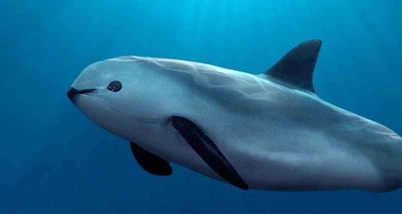 Крошки из мира животных Крошки из мира животных