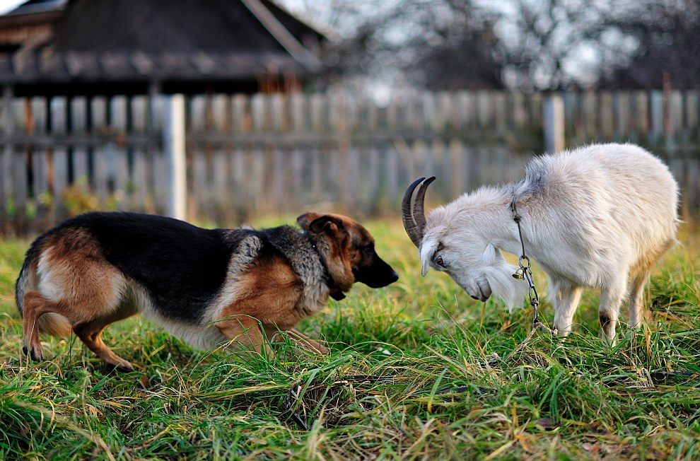 Искусство фотографии: Николай Сотсков