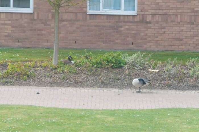 Гусь атакует