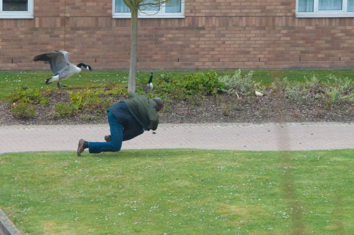 Гусь атакует