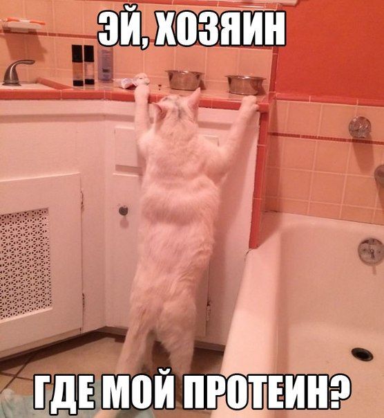 Прикольные картинки  (89 фото)