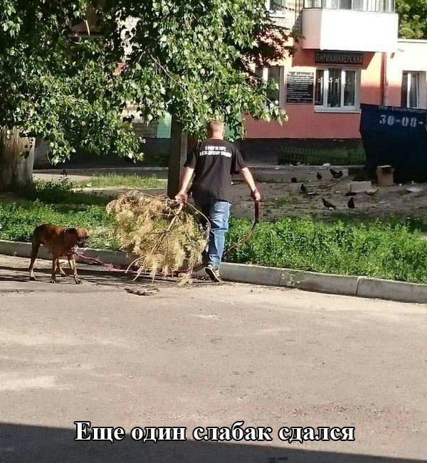 Порция картинок