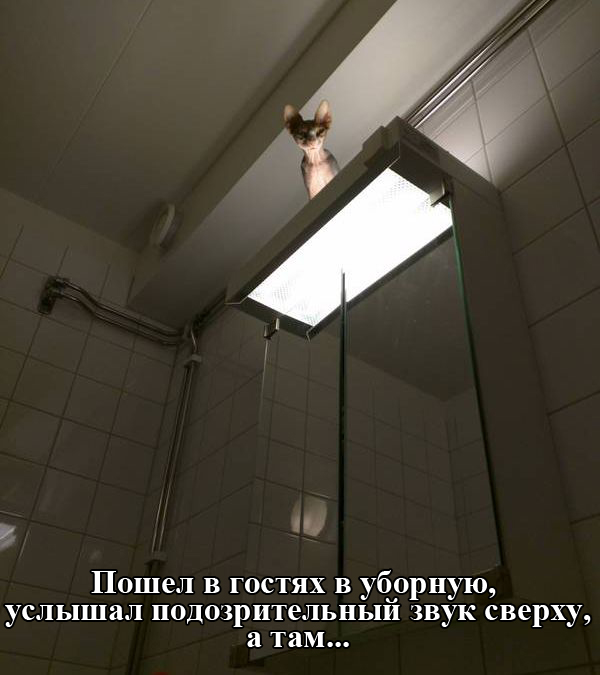 Порция картинок