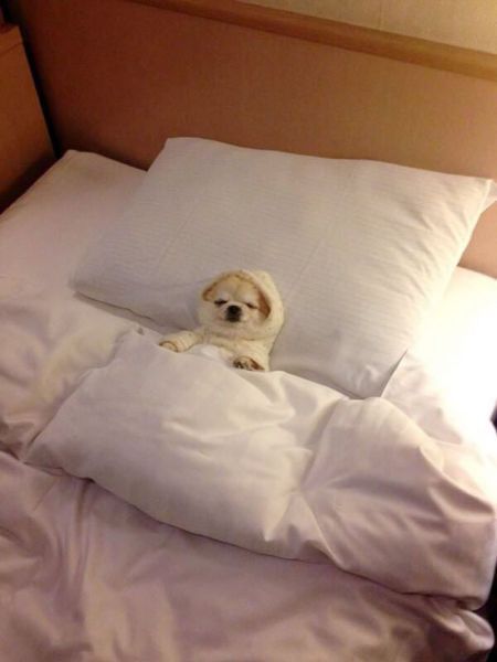 Порция картинок