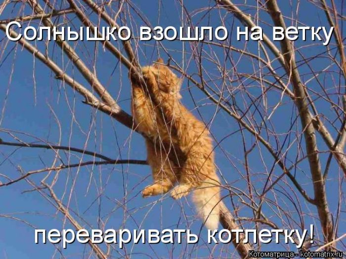 Лучшие котоматрицы недели