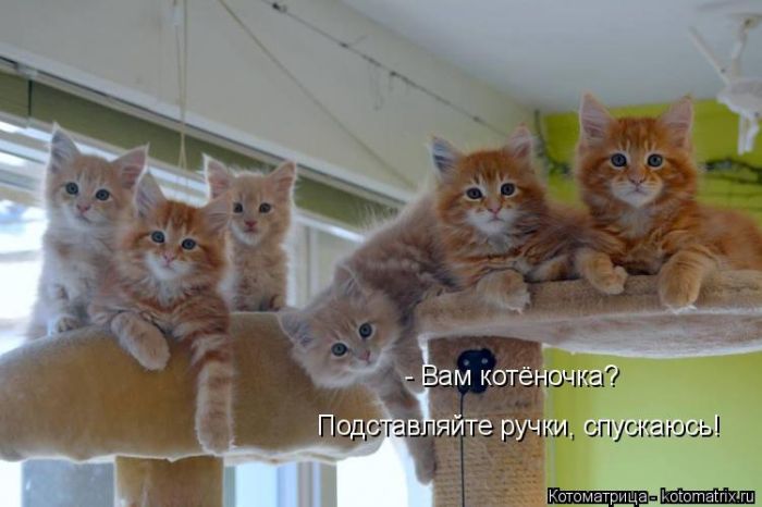 Лучшие котоматрицы недели