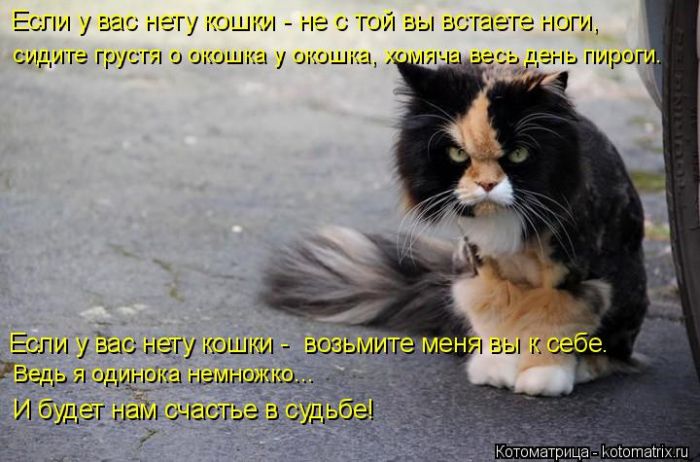 Лучшие котоматрицы недели