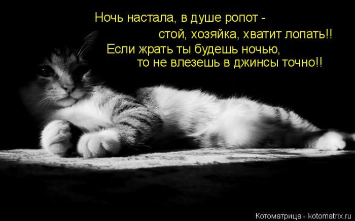 Лучшие котоматрицы недели