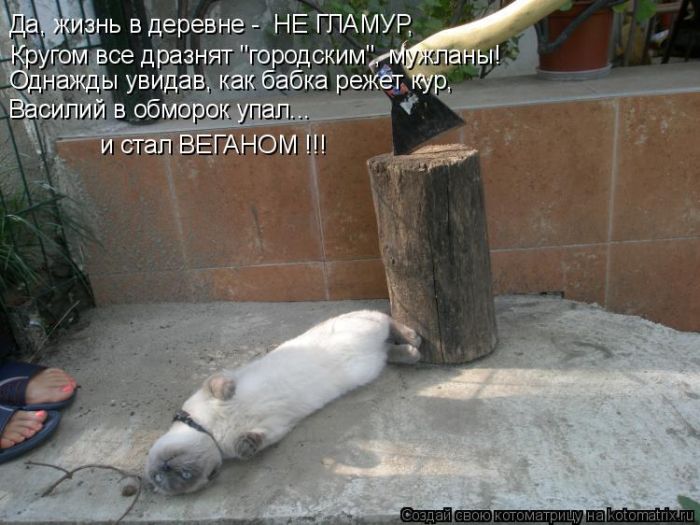 Лучшие котоматрицы недели