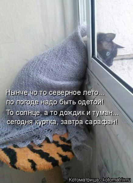 Лучшие котоматрицы недели