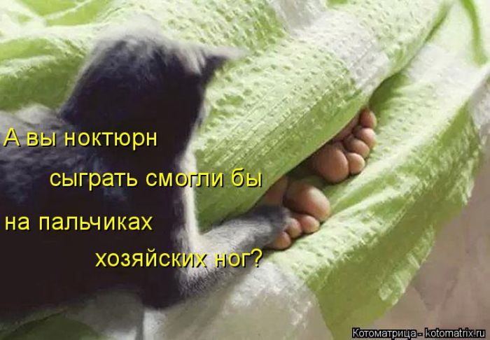 Лучшие котоматрицы недели