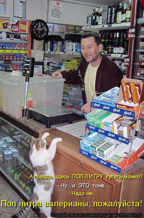 Лучшие котоматрицы недели