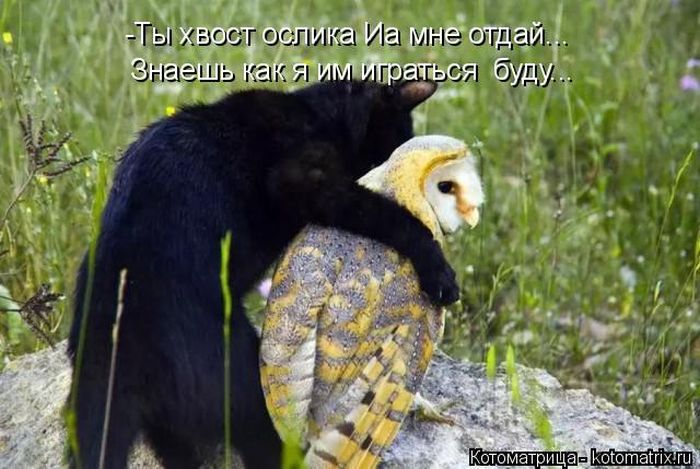 Лучшие котоматрицы недели