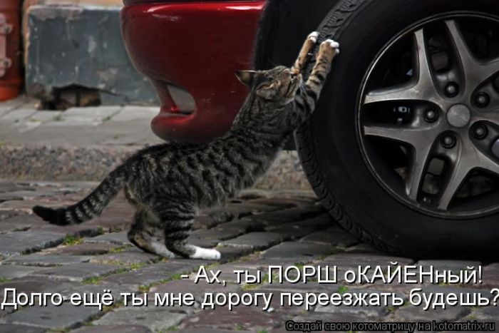Лучшие котоматрицы недели
