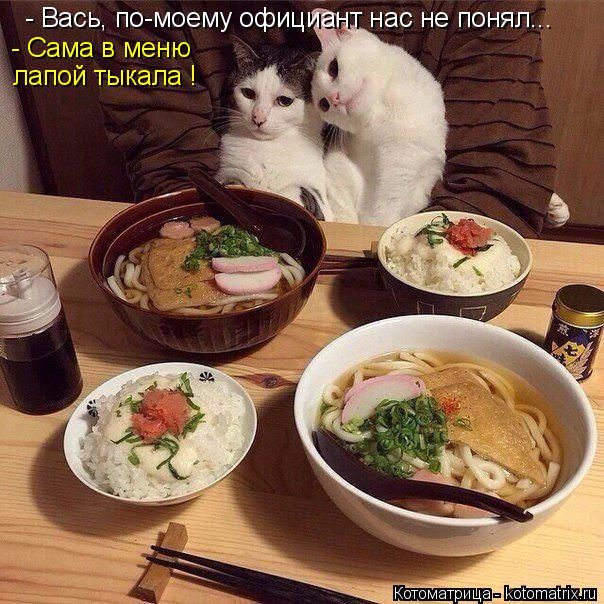 Лучшие котоматрицы недели