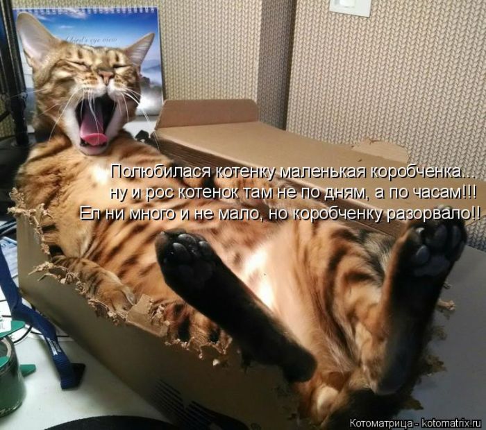 Лучшие котоматрицы недели