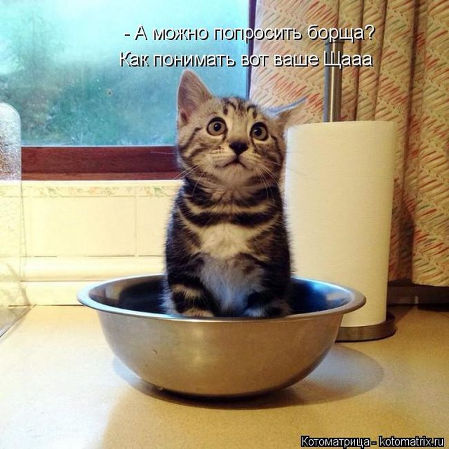 Лучшие котоматрицы недели