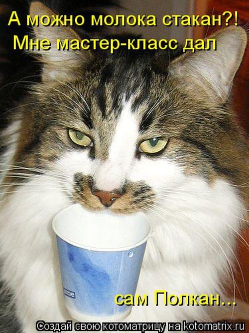 Лучшие котоматрицы недели