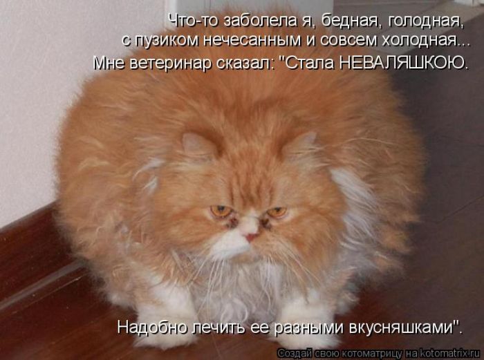 Лучшие котоматрицы недели