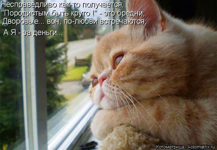 Лучшие котоматрицы недели