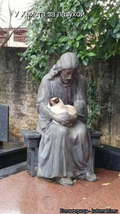 Лучшие котоматрицы недели