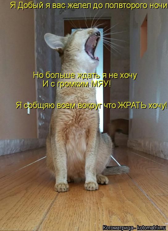 Лучшие котоматрицы недели