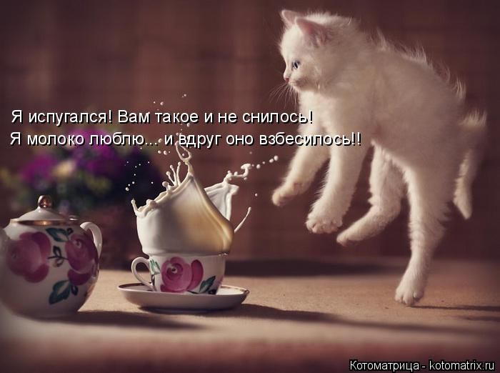 Лучшие котоматрицы недели